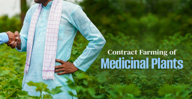 contract-farming-of-medicinal-plants