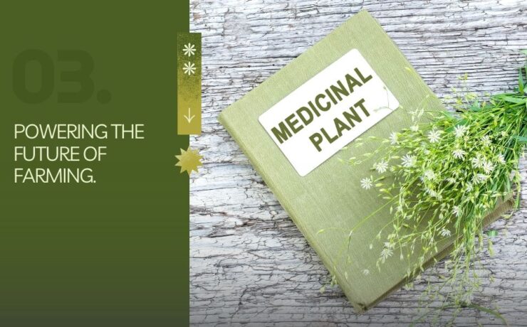 medicinal-plants-future-of-farming